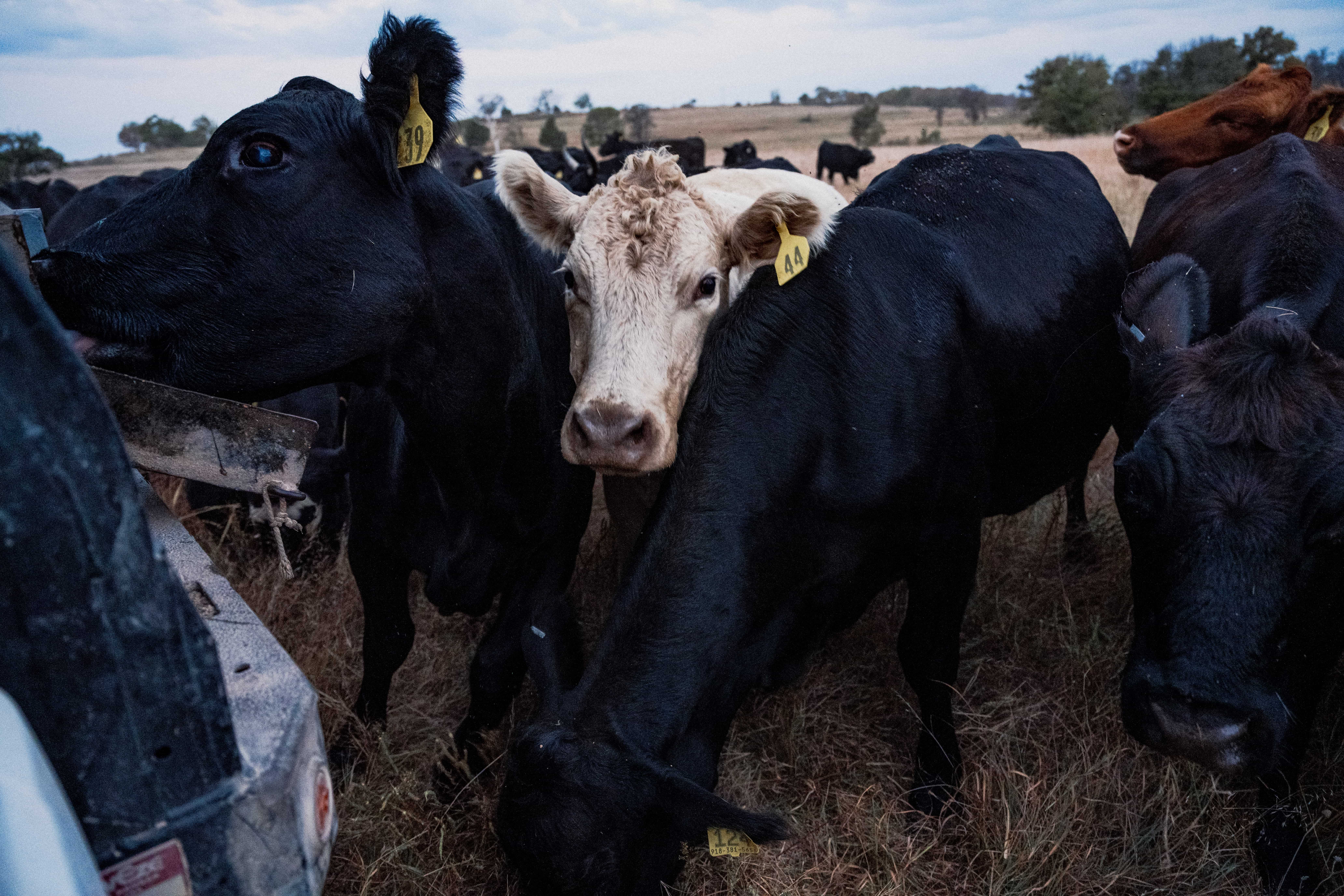 Tools and shop essentials