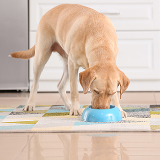 Dog Food
