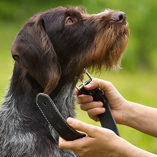 Dog Collars