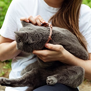 Cat Collars