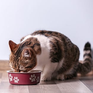 Cat Food