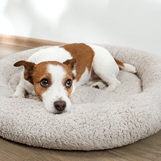 Pet Beds