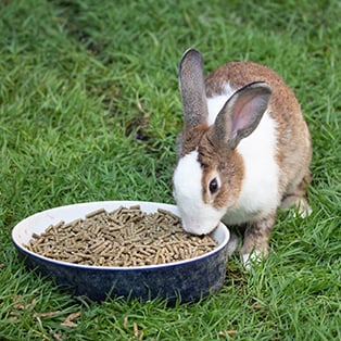 Small Animal Food