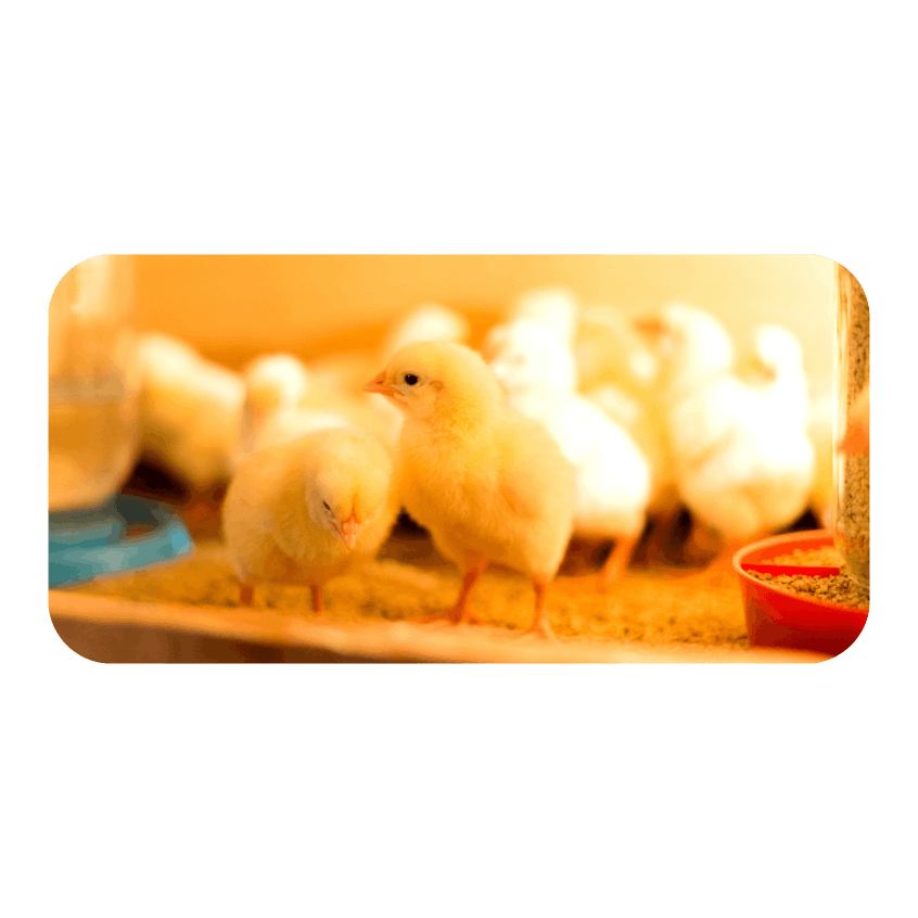 baby chick lifestyle artwork (1).png
