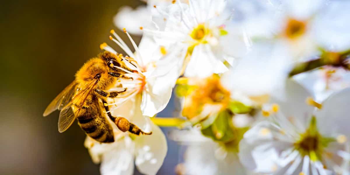 Beekeeping Callout Card.jpg