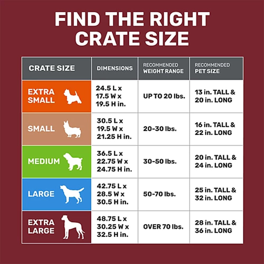 Labrador Retriever Puppy Your Dog What Size Crate For A Labrador