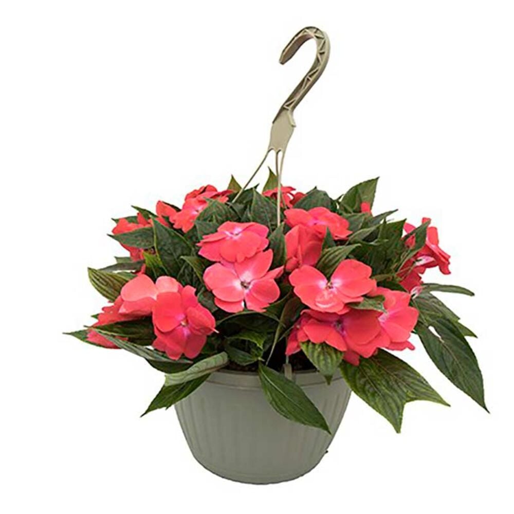 image of 10-in Fancy Hanging Basket, May Vary