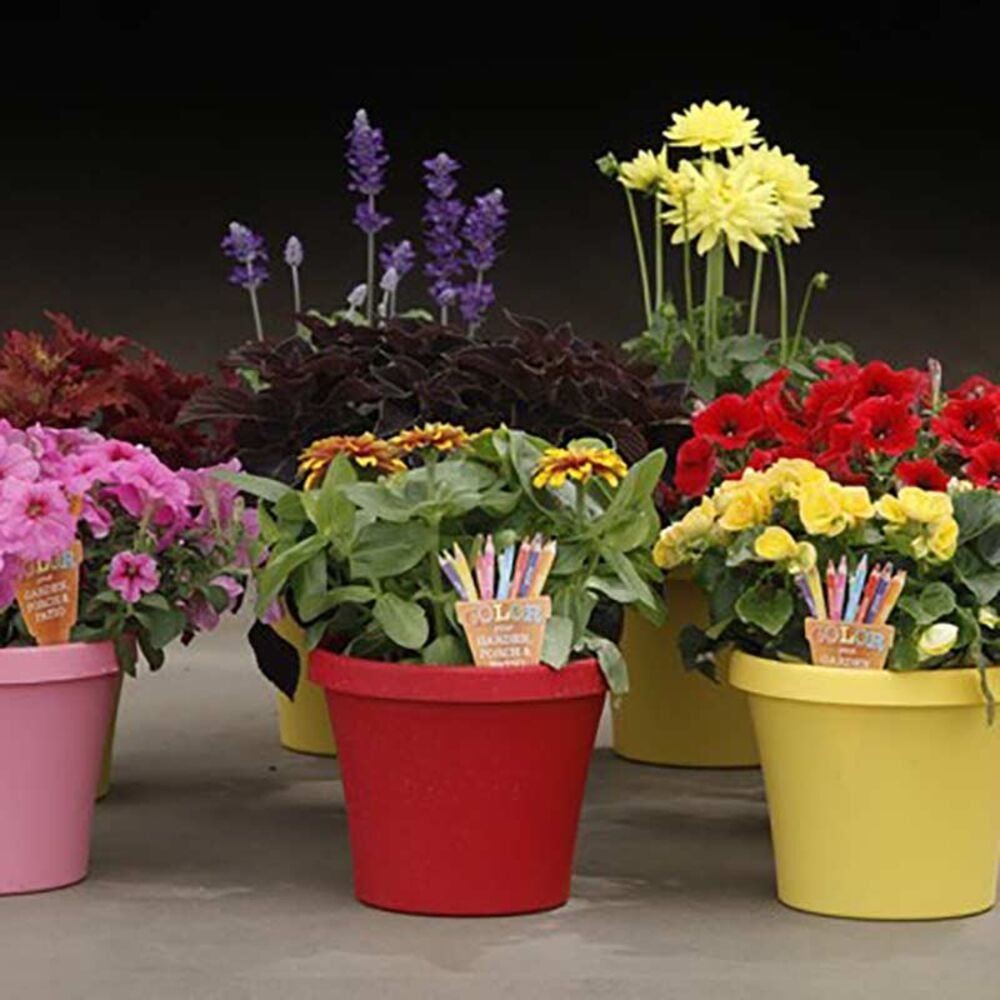 image of 8-in Color Your Garden, May Vary