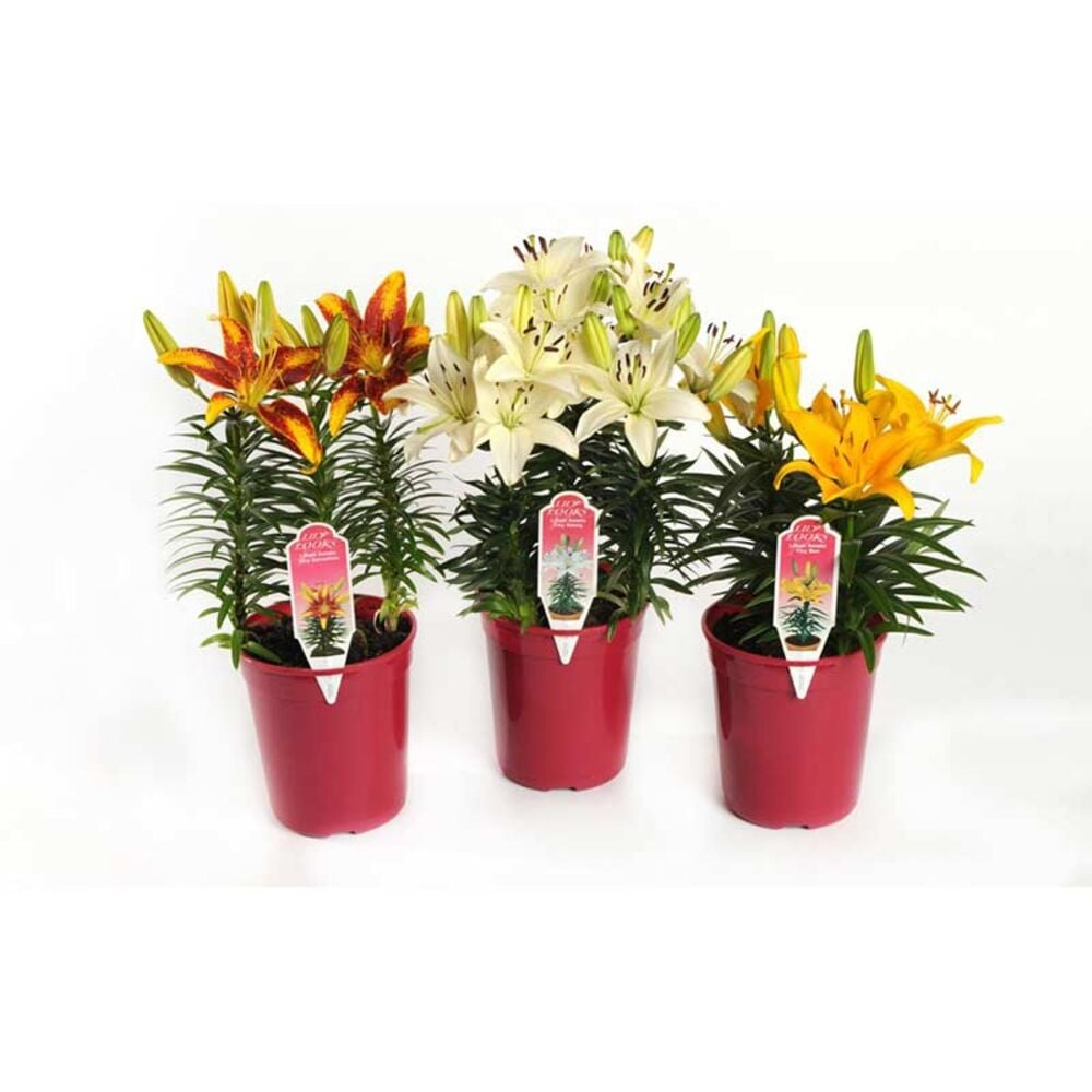 image of 1-gallon Lily Looks, May Vary