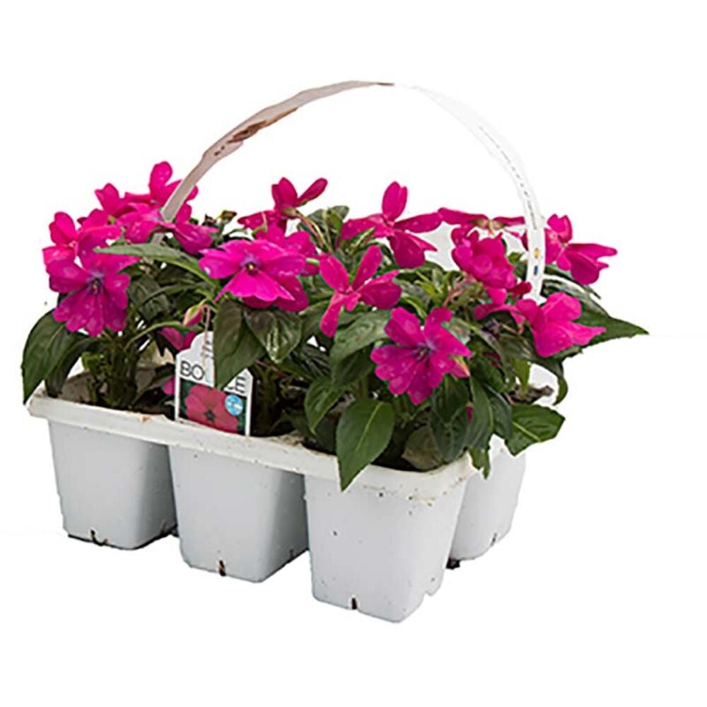 image of 306 Premium Annuals, May Vary