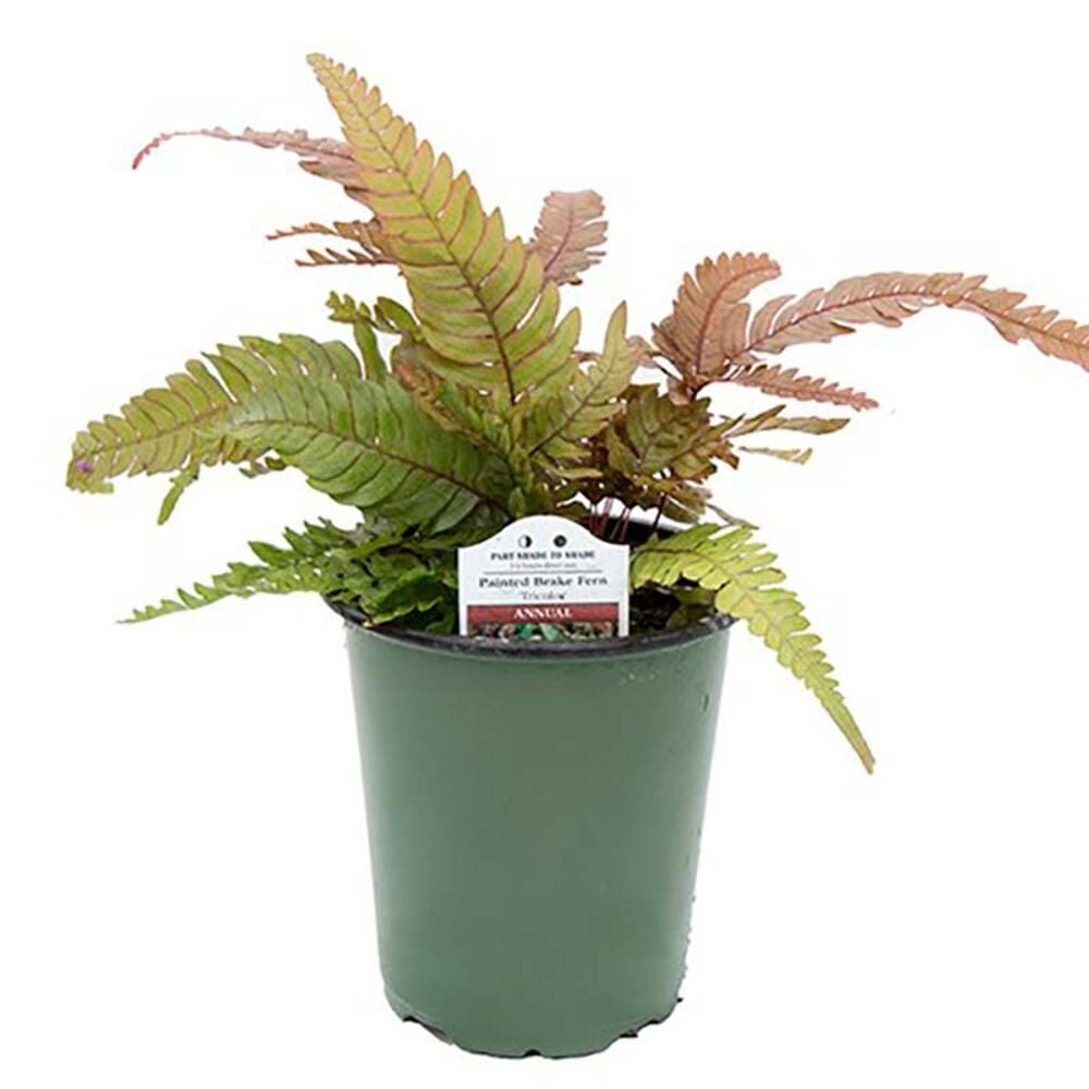 image of 5-in Tropical Fern, May Vary