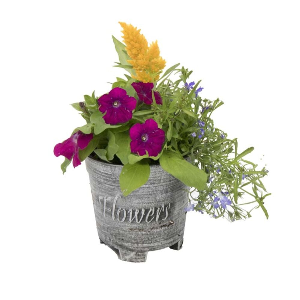 image of 6-inch Flower Pot Combo
