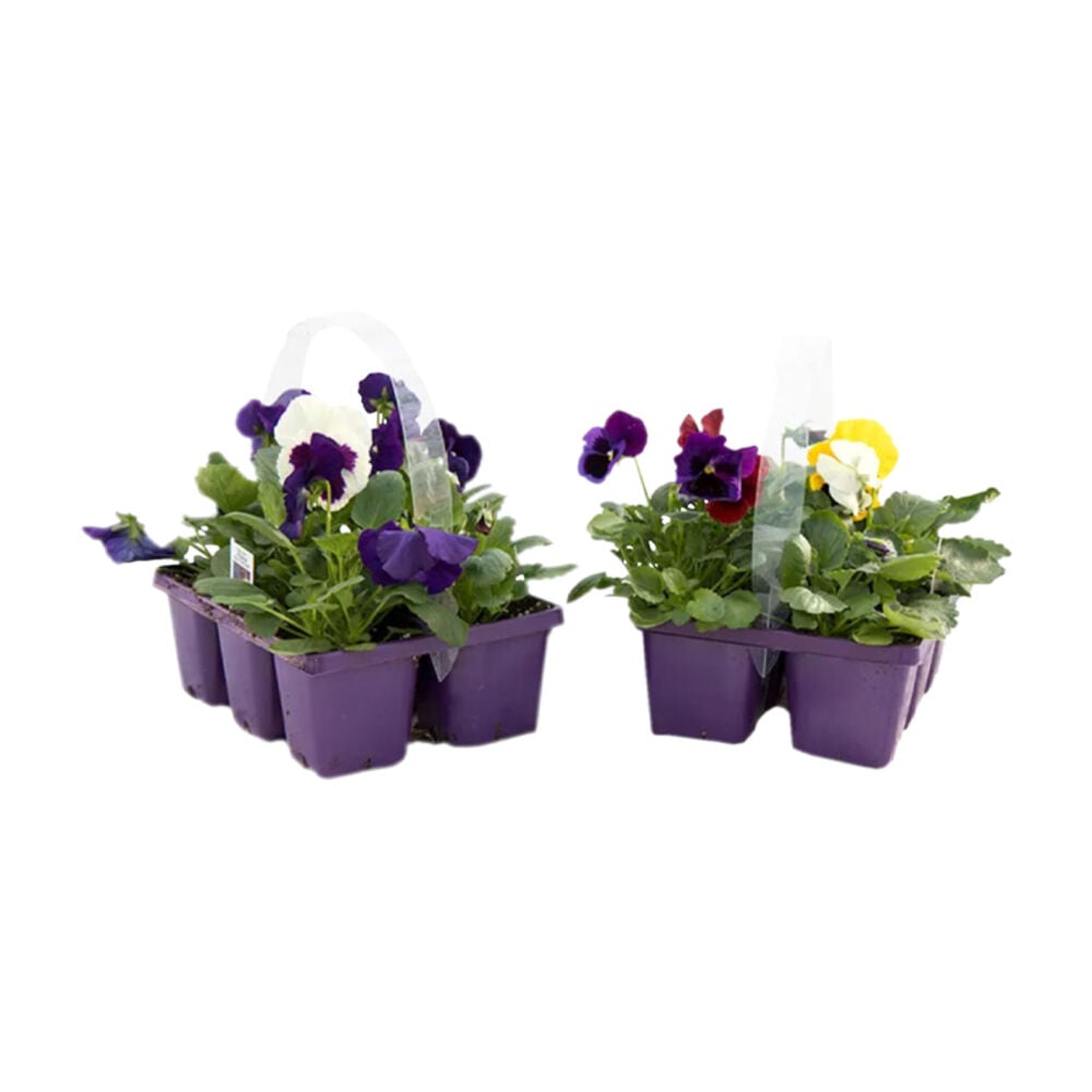 image of Hybels 306 Sub Zero Pansy