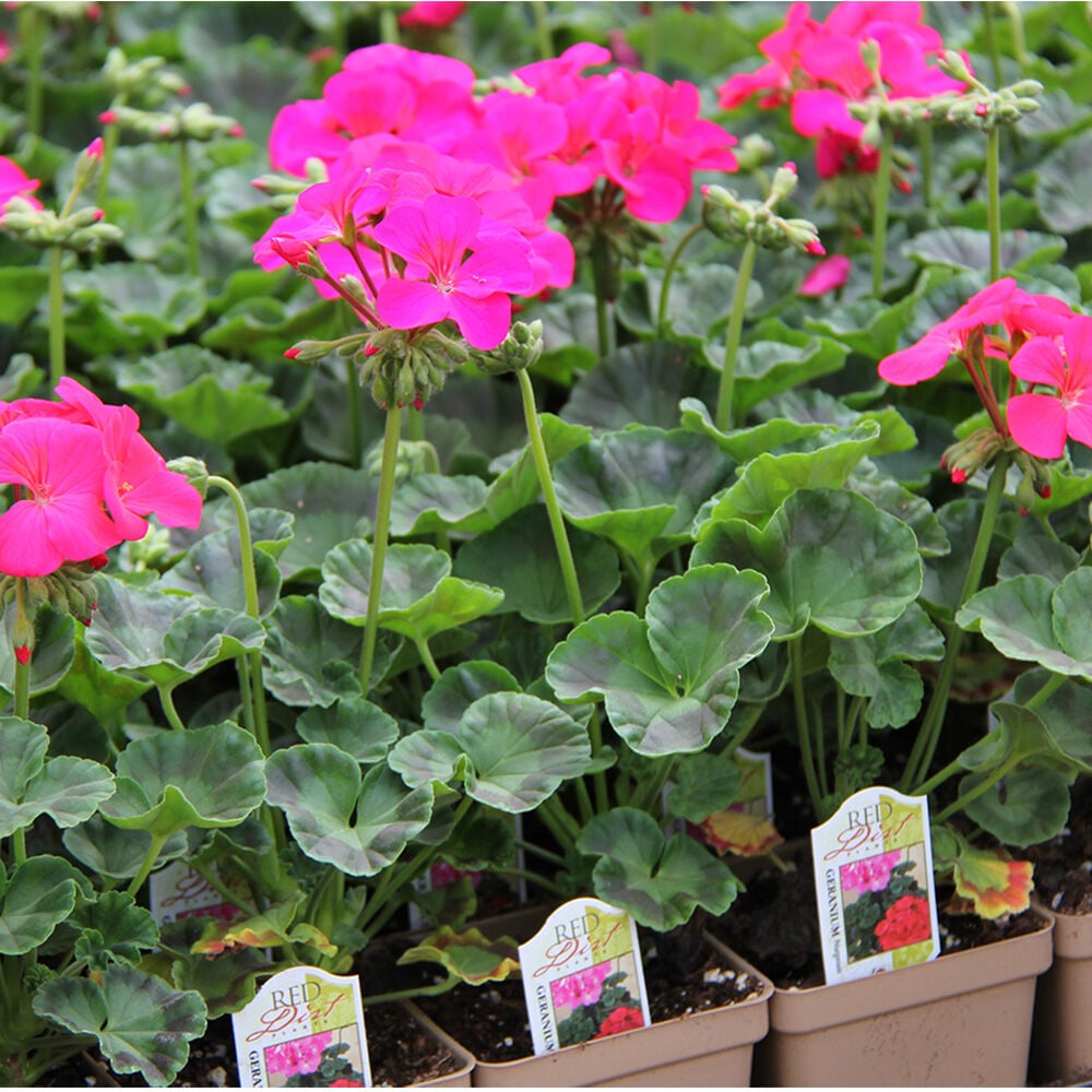 image of 4 in Assorted Premium Annuals, May Vary