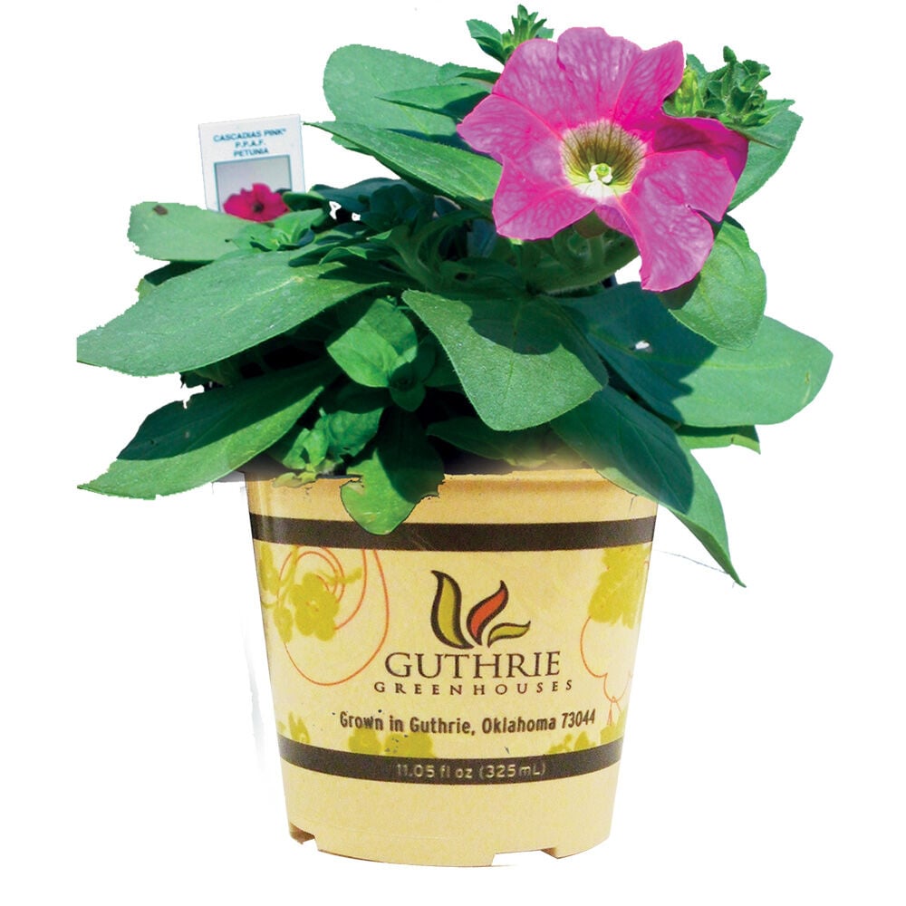 image of 4.5 in Assorted Premium Annuals, May Vary