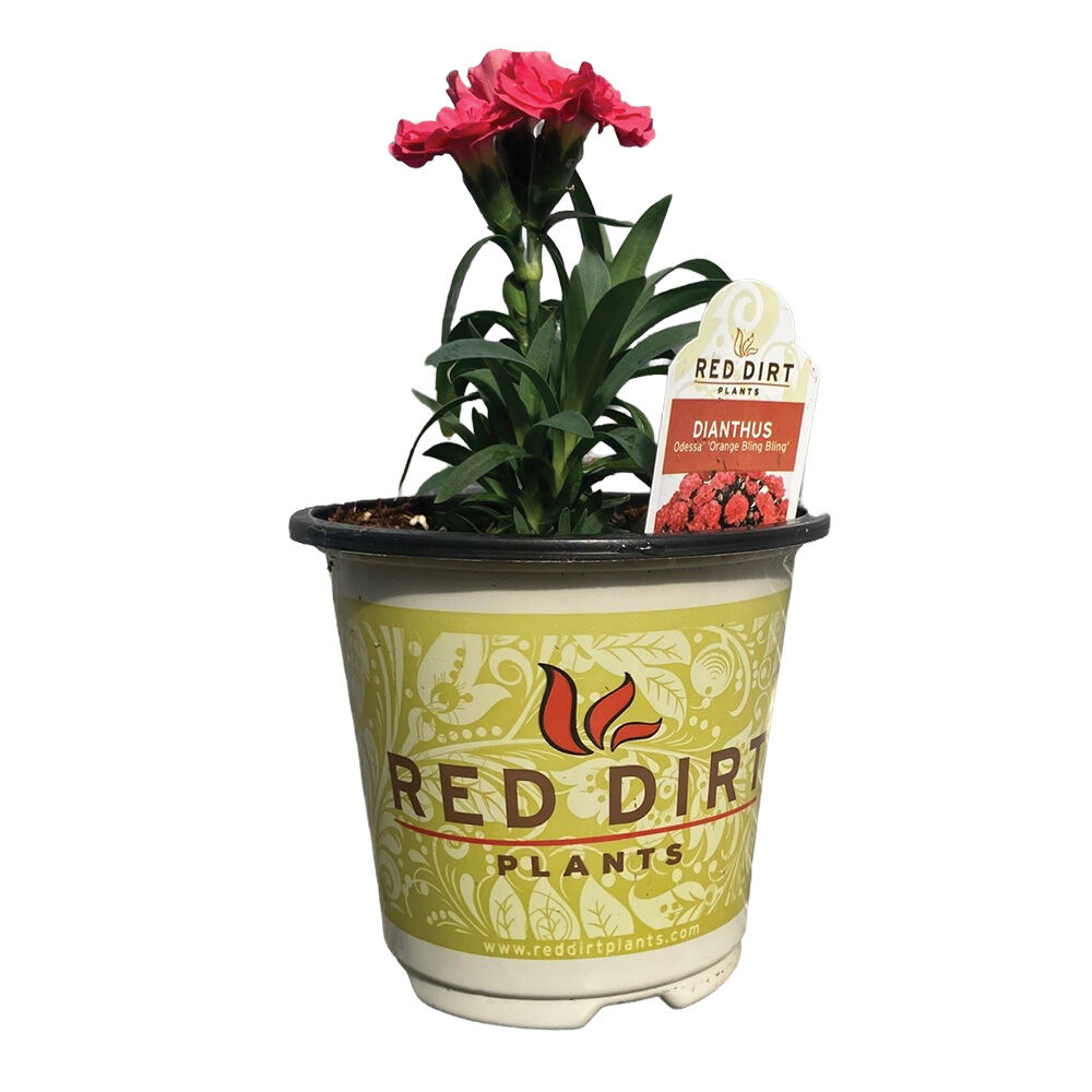 image of 4 in Assorted Premium Fancy Flowers