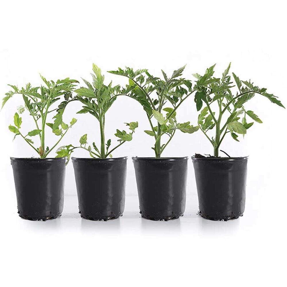 image of 1-gallon Patio Tomato
