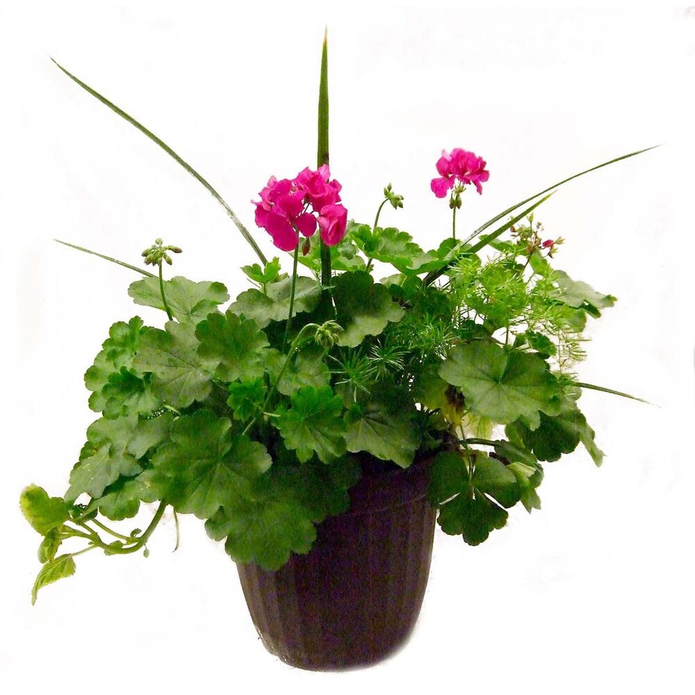 image of 12-inch Spring Garden Flower Pot