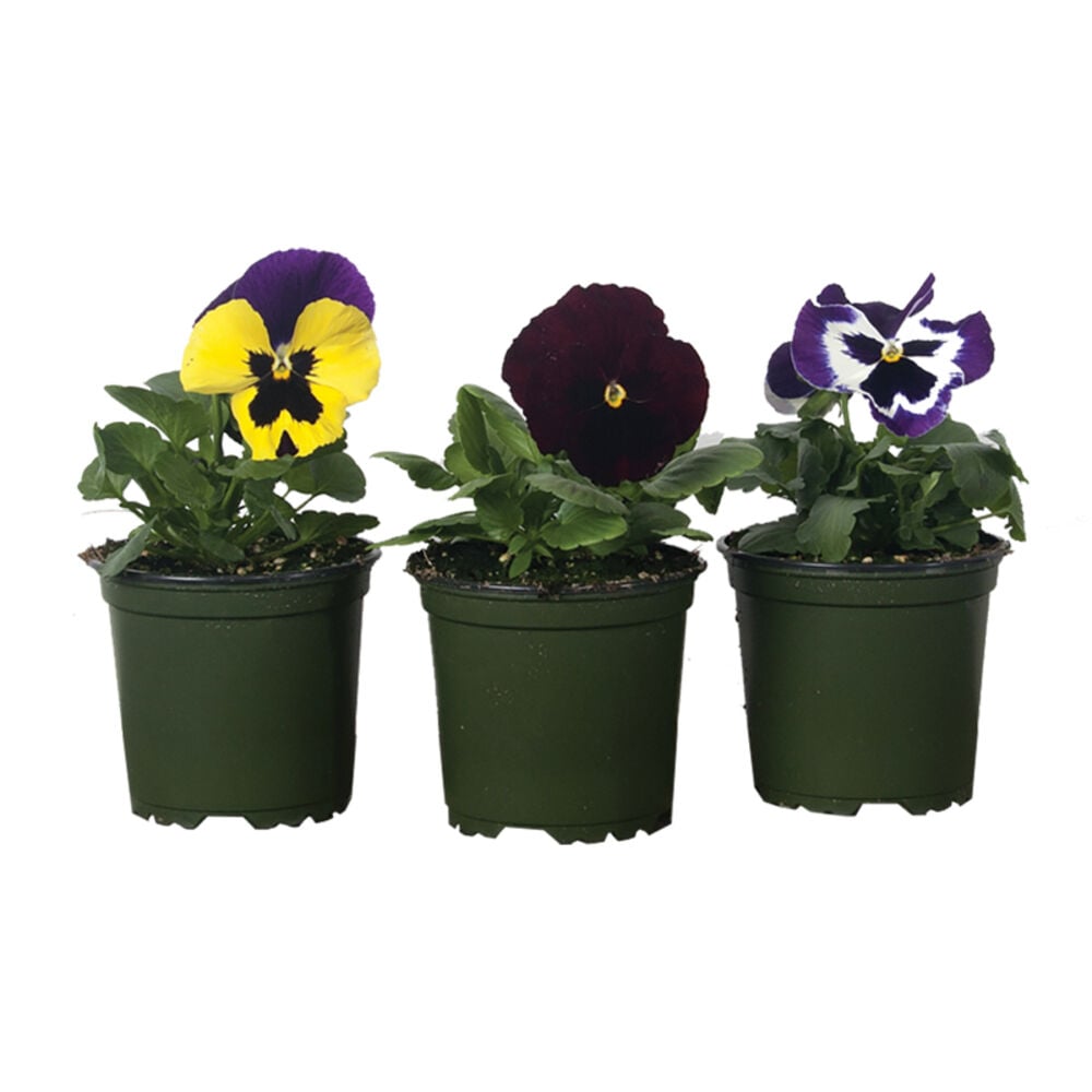 image of 4-Inch Pansy