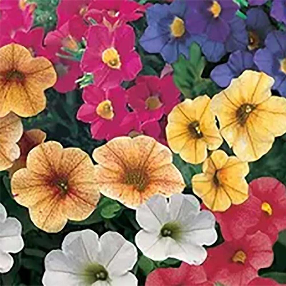image of 4.5-in Million Bells