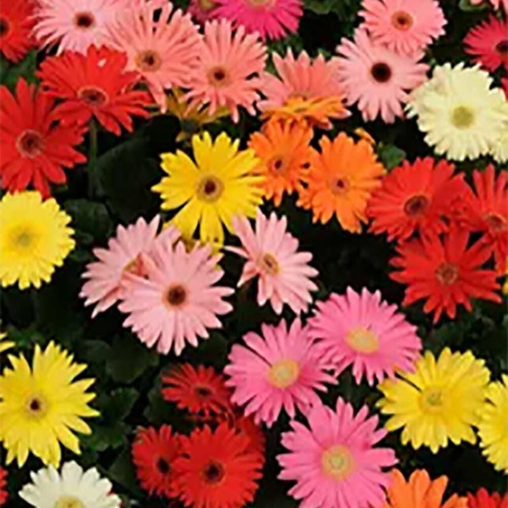 image of 4.5-in Gerber Daisy