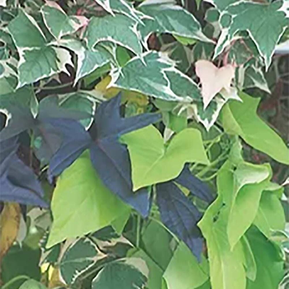 image of 4.5-in Sweet Potato Vine