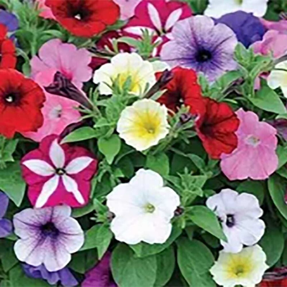 image of 4.5-in Petunia Wave