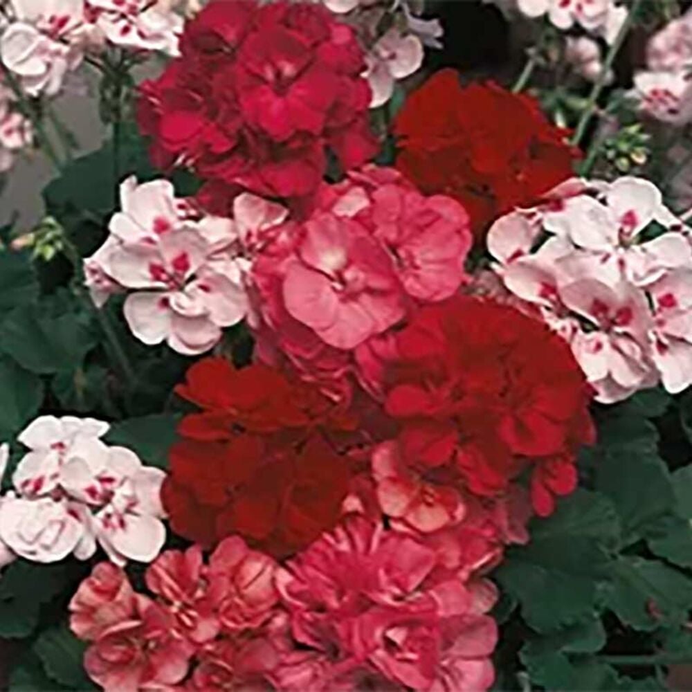 image of 12-in Geranium in Brown Pot