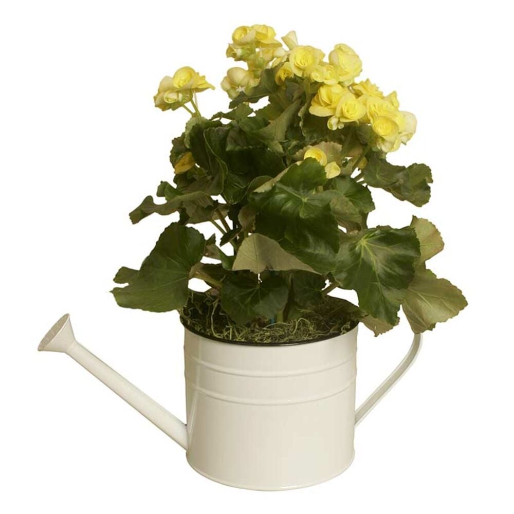 image of Flowers in Watering Can Planter, May Vary