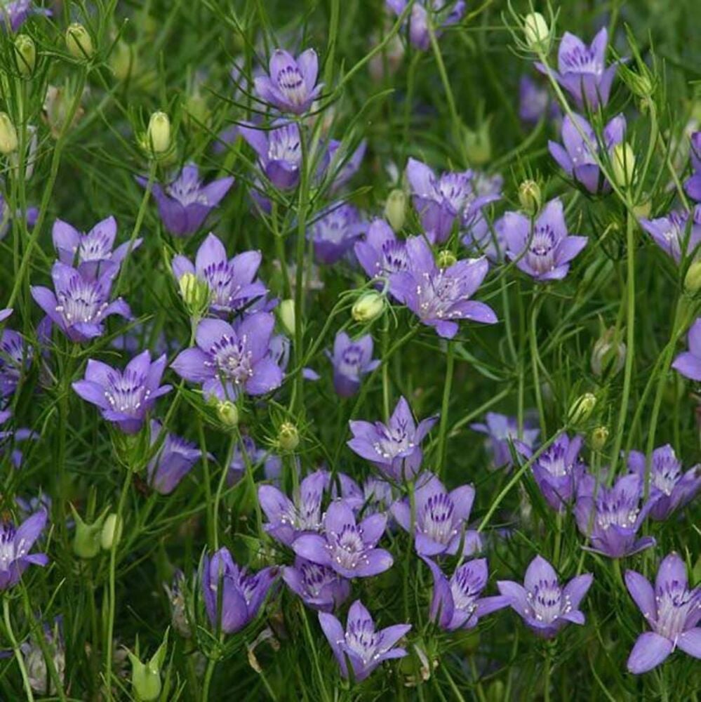 image of 6-in Blue Stars Annuals