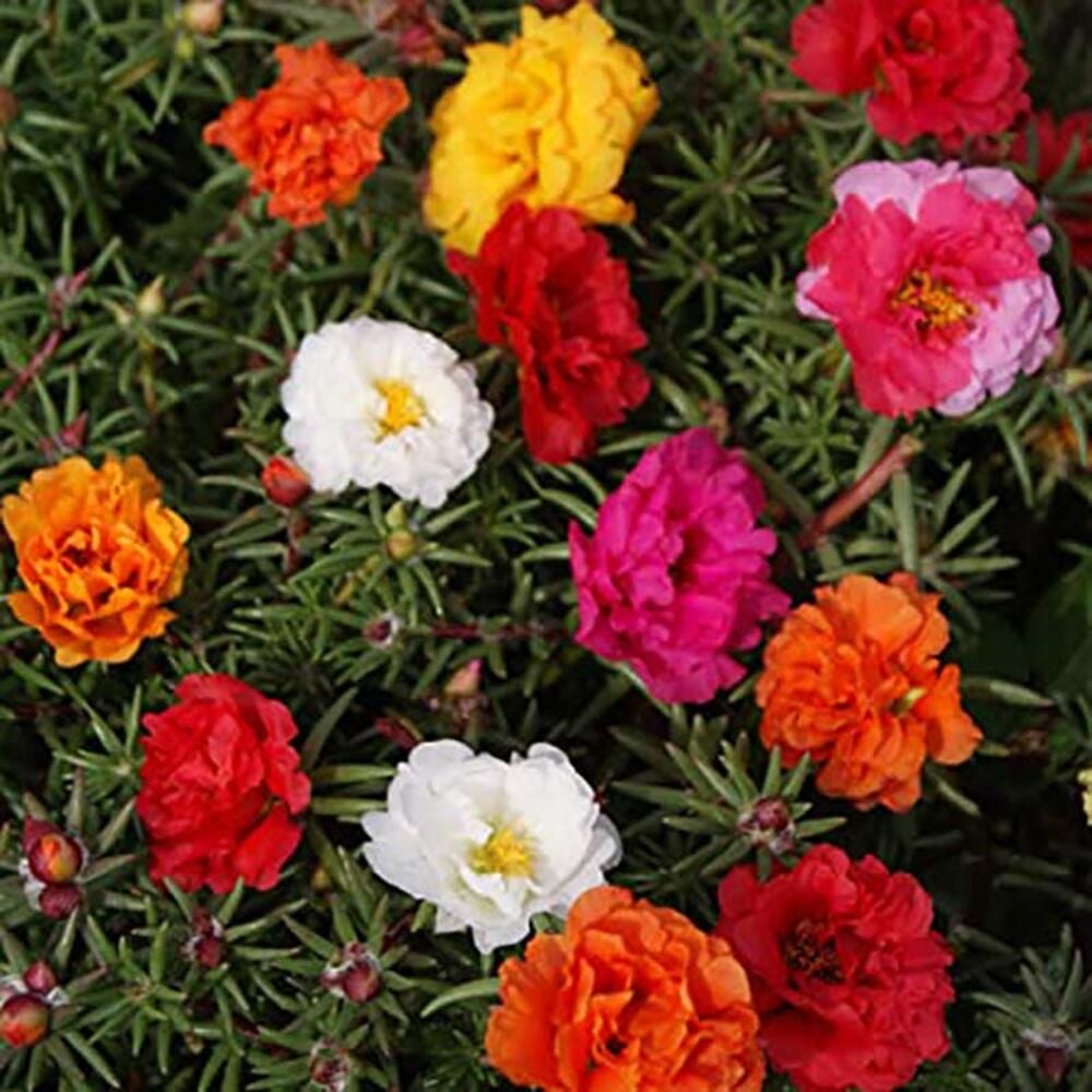 image of 4-in Rose Moss Portulacca