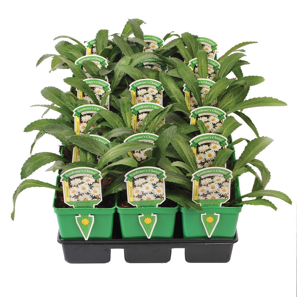 image of Assorted 4 in Perennials (Style May Vary)