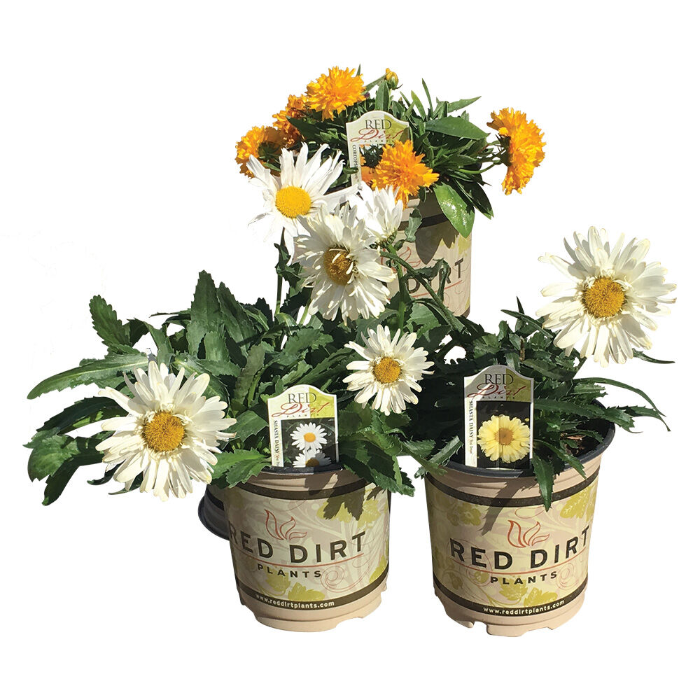 image of Premium Perennial Deluxe Starters, May Vary