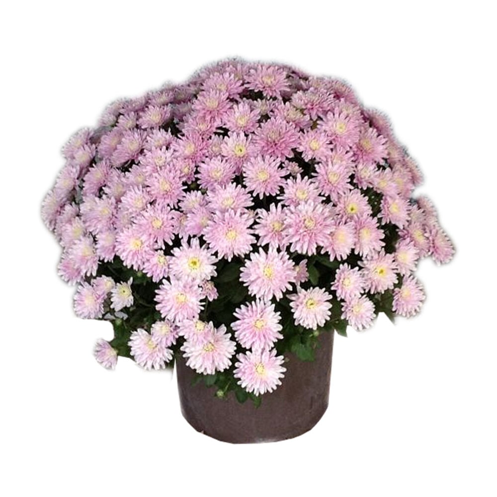 image of 2 Gallon Mum