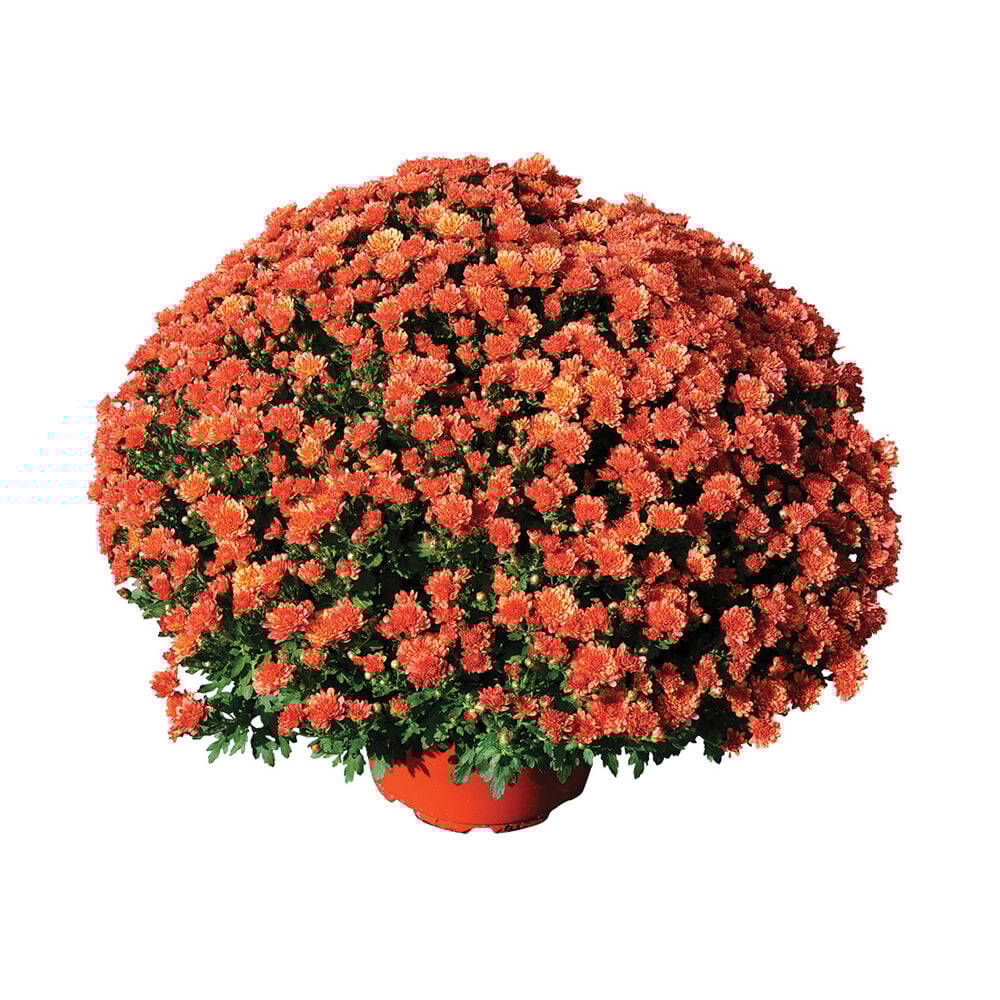 image of Assorted Mums