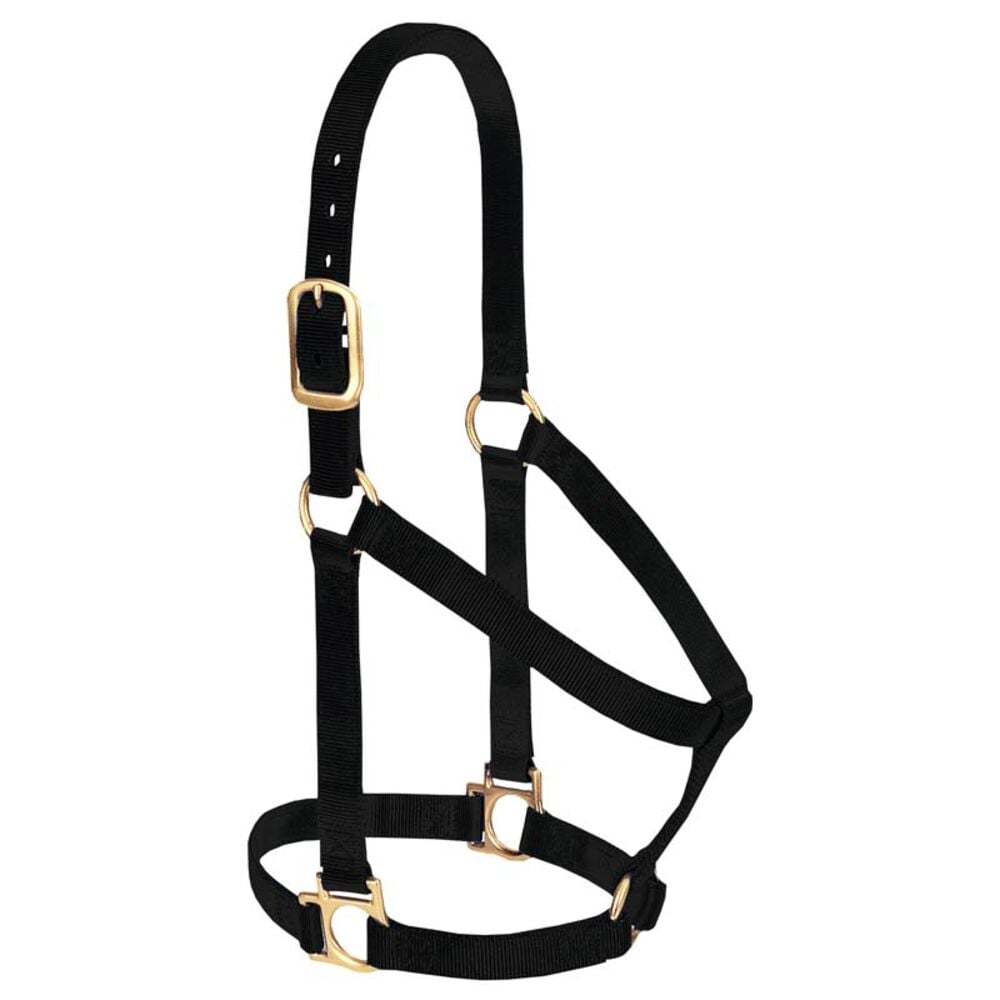 image of Basic Non-Adjustable Nylon Halter, Black, 1-inch Large Horse
