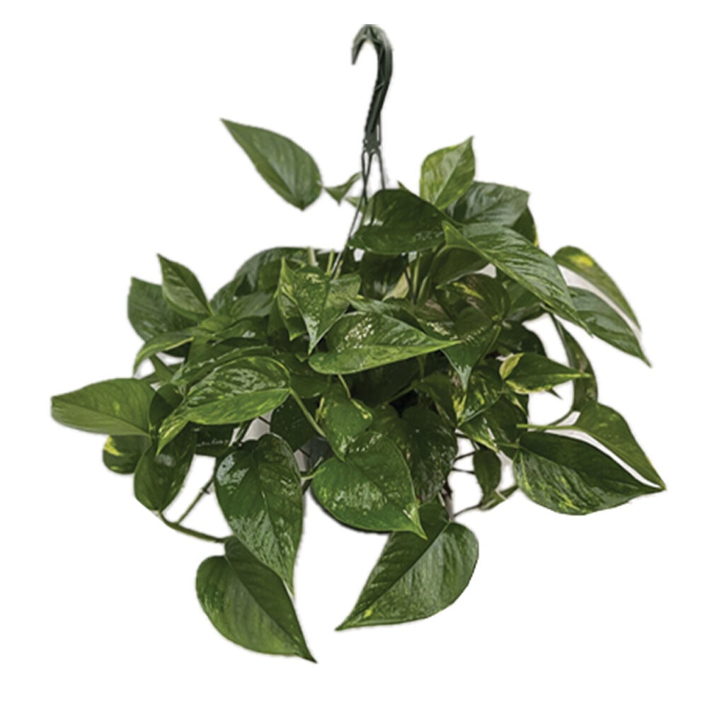 image of 8 in Assorted Houseplant