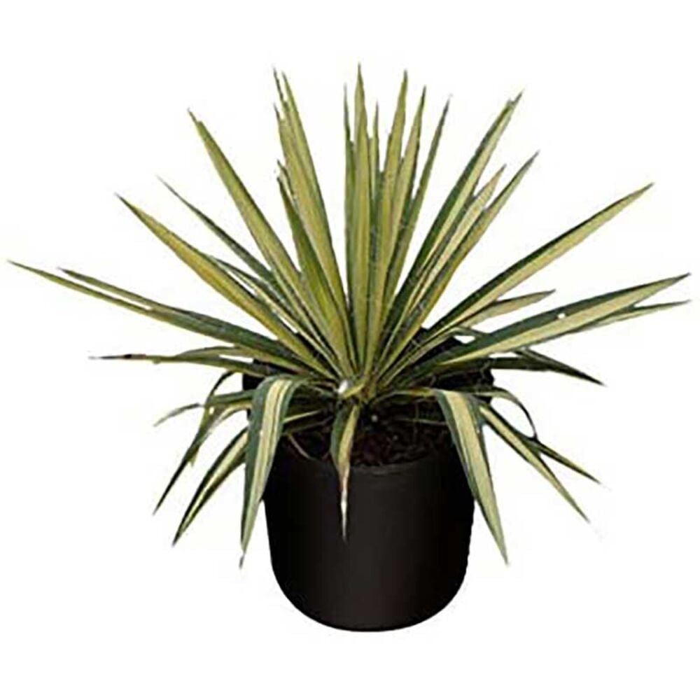 image of 3-Gallon Yucca