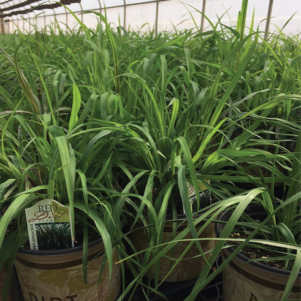 image of 1G Ornamental Grass (Style May Vary)
