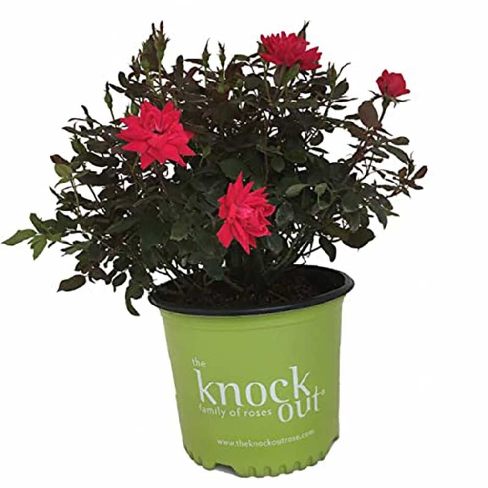 image of 2-Gallon Knockout Rose, May Vary