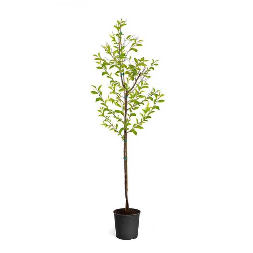 image of 5-Gallon Cherry Tree