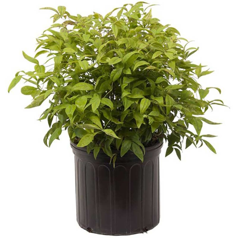 image of 3-Gallon Nandina, May Vary