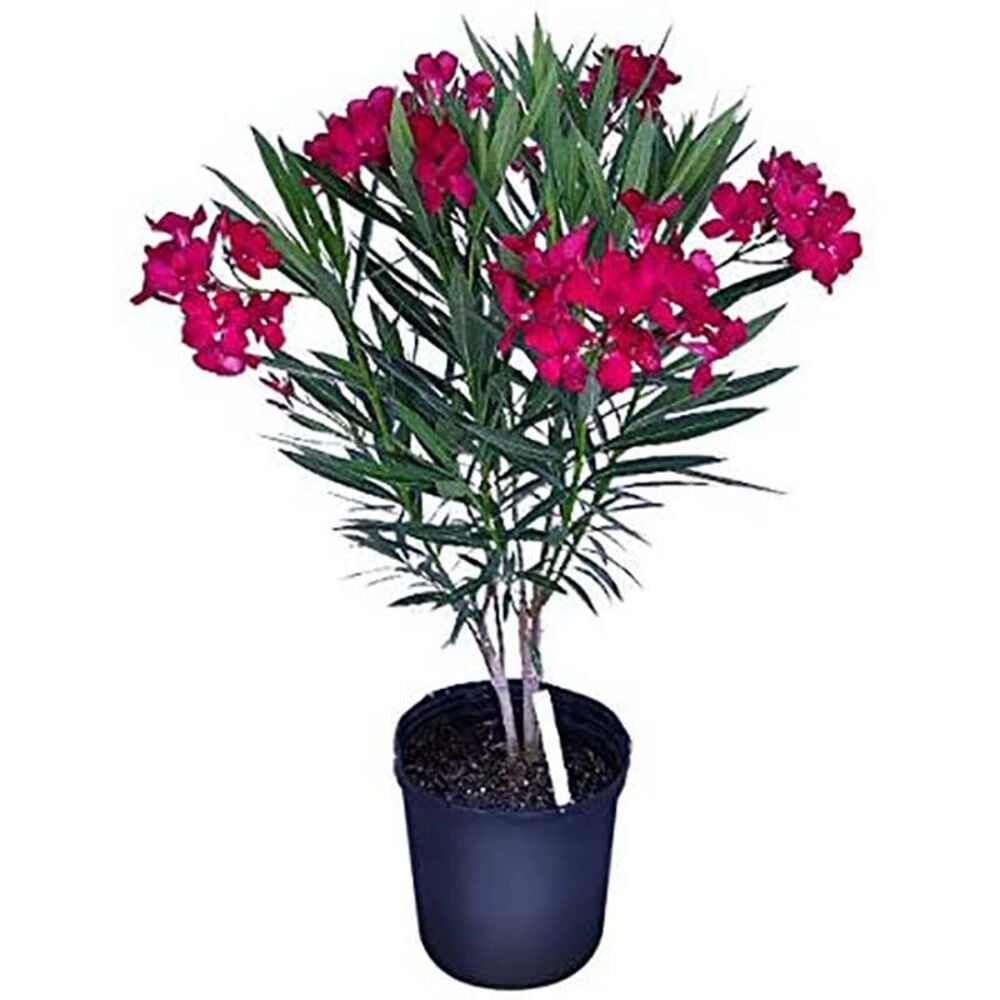 image of 3-Gallon Oleander