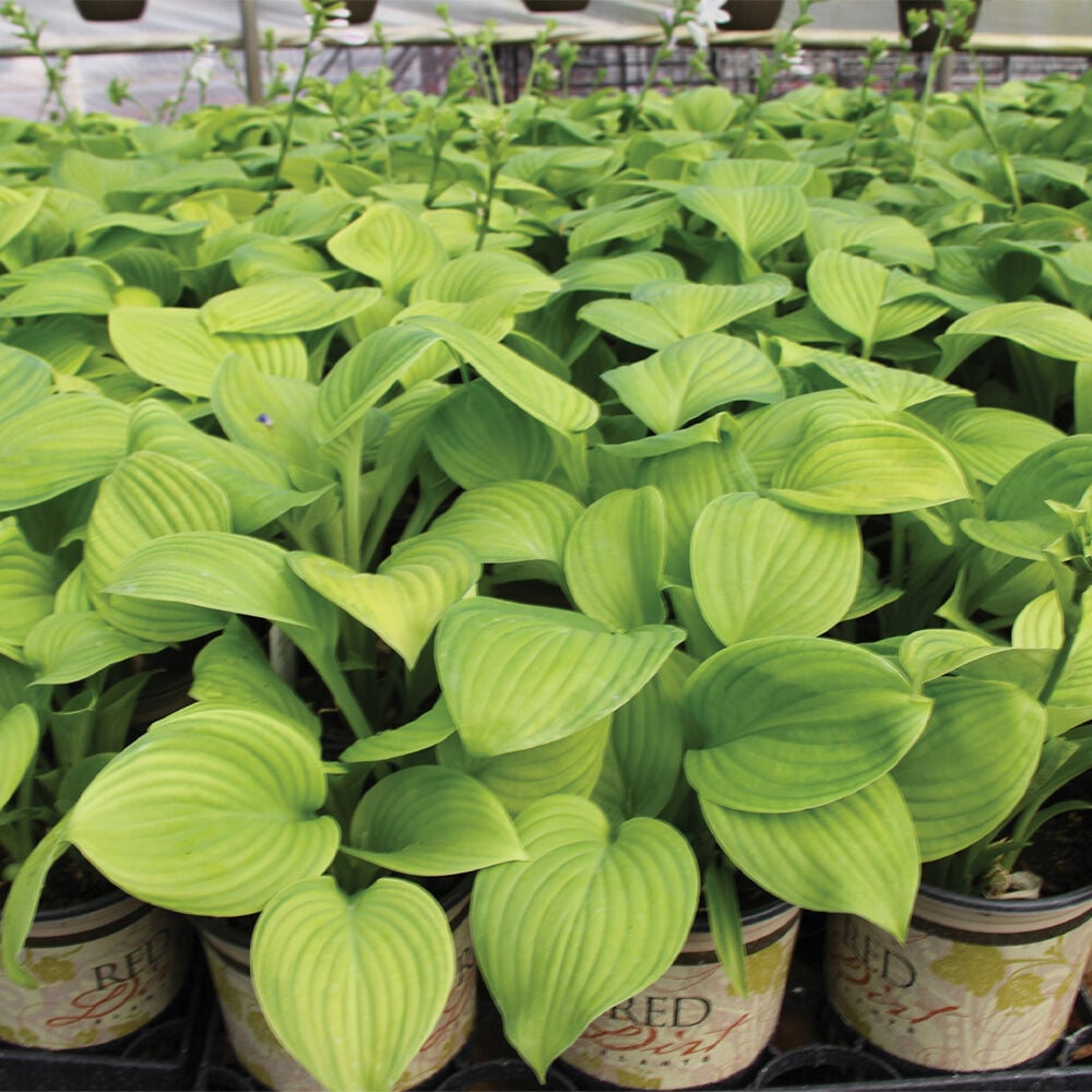 image of Assorted 1G Premium Perennial Hosta (Style May Vary)