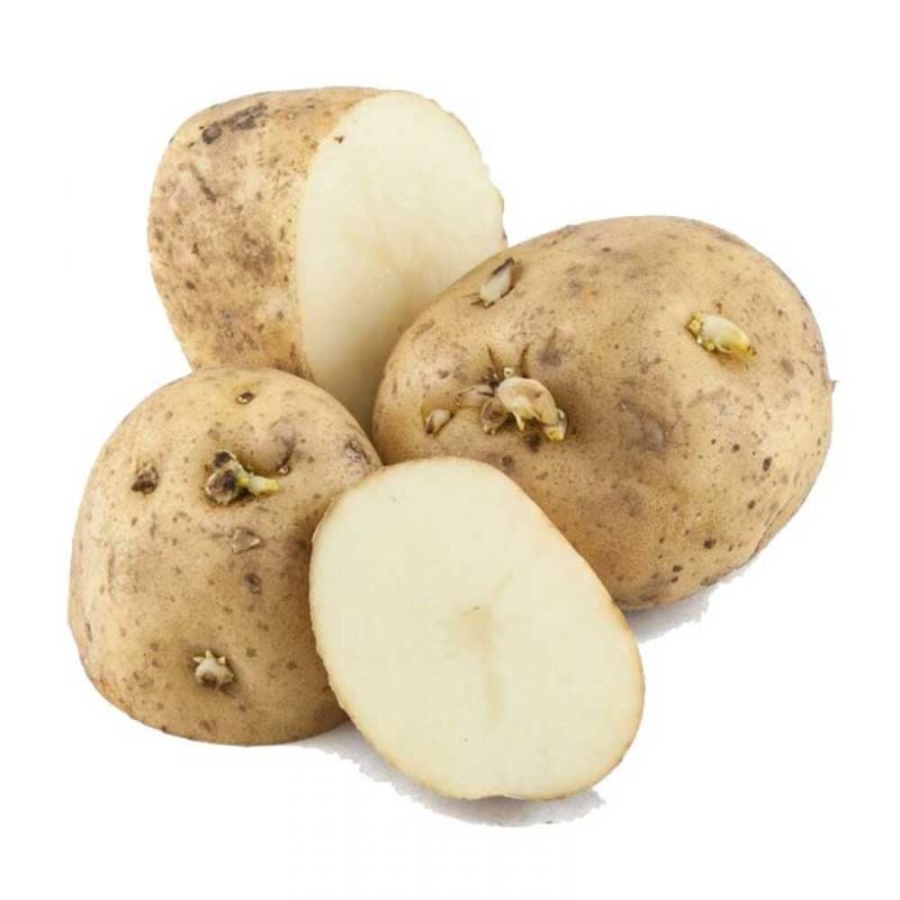 image of White Kennebec Seed Potato, 5 lbs