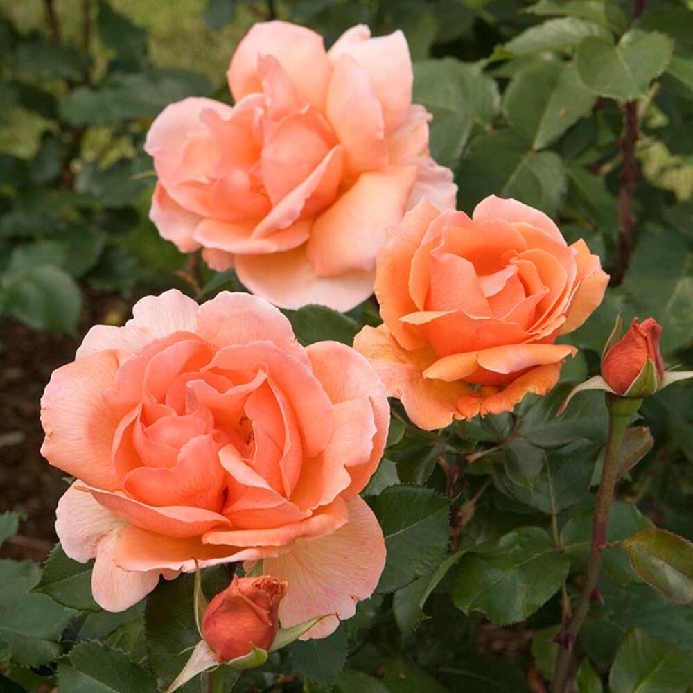 image of Fragrant Rose Collection, May Vary