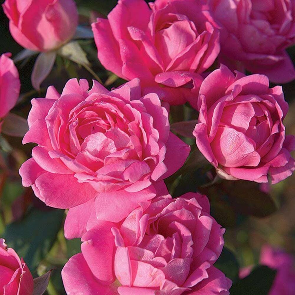 image of Packaged Knockout Rose, May Vary