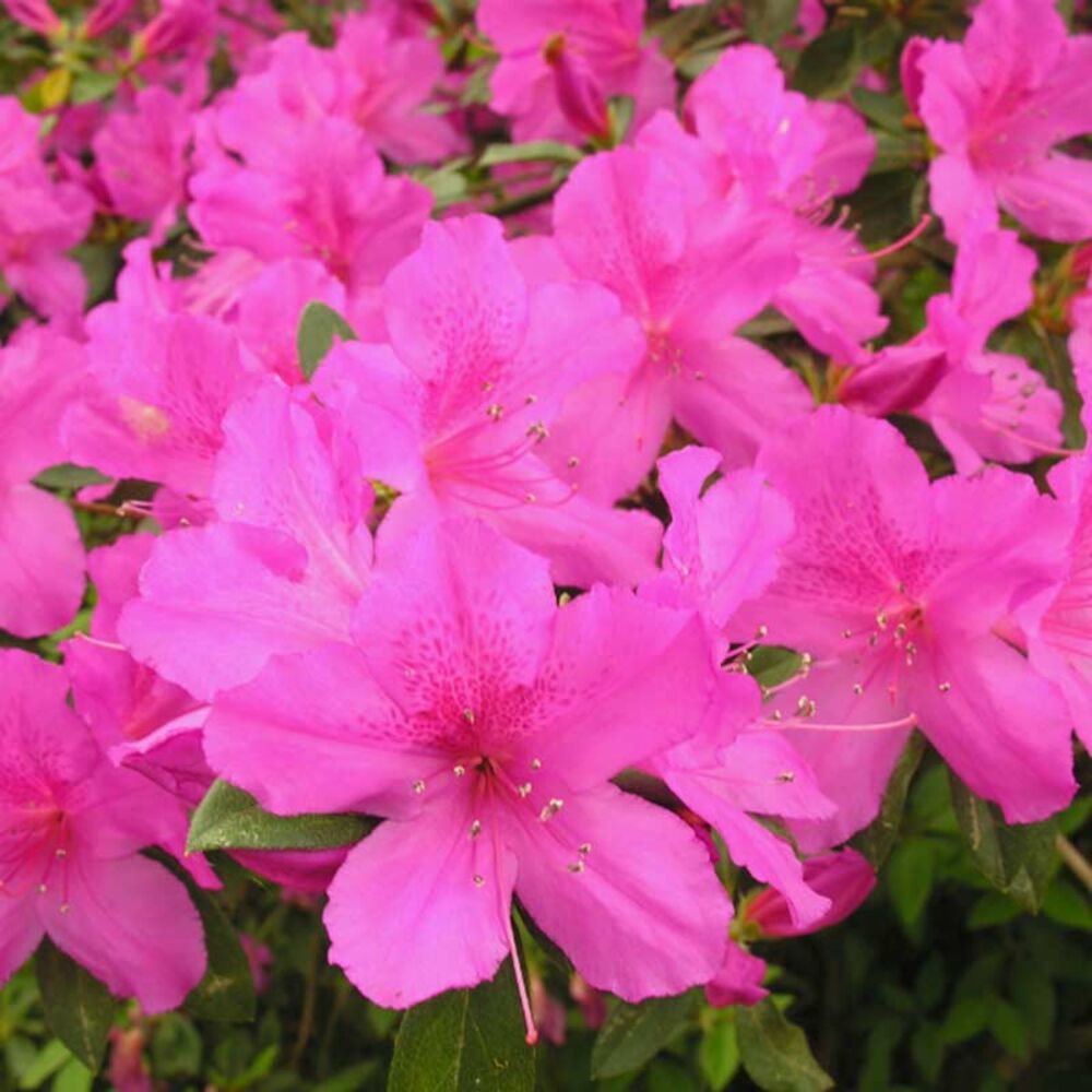 image of Autumn Collection Azalea, Color May Vary