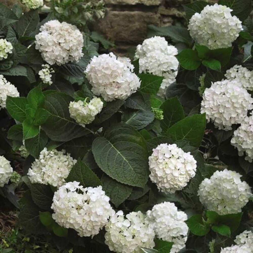 image of Hydrangea, Color May Vary