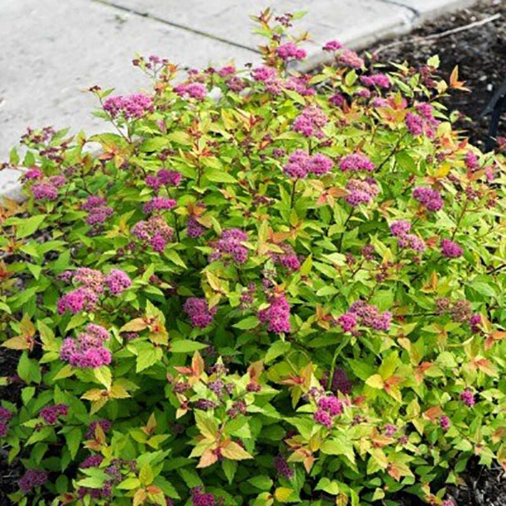 image of 2P Flowering Shrub, May Vary